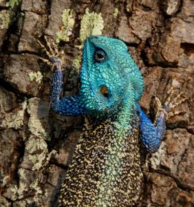 Acanthocercus cyanocephalus