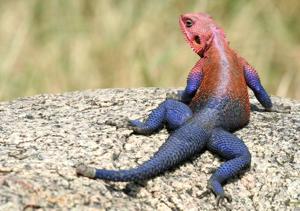 utils/thumbs/Agamidae/Agama_ExDvnfuTR4zsC6dhnHMZRE.jpg