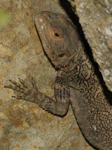 Paralaudakia caucasia