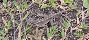 utils/thumbs/Agamidae/Sarada_6anCWjpDncw8V88HTm5HNn.jpg