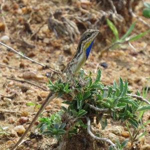 Sitana marudhamneydhal