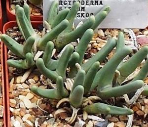 utils/thumbs/Aizoaceae/Argyroderma_fvb7TSMGPqF7GkbyfVNVXE.jpg