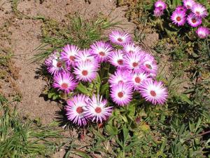 utils/thumbs/Aizoaceae/Cleretum_SYUnD3D72W2ieHnwzRK9y2.jpg