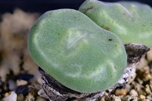 utils/thumbs/Aizoaceae/Conophytum_CNYDe8iUWuPAnrXQE3Dpdm.jpg