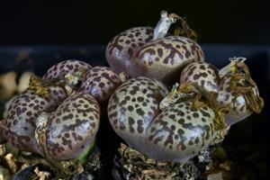 Conophytum pellucidum subsp. pellucidum