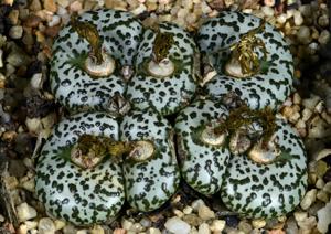 Conophytum obcordellum f. ursprungianum