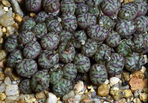 Conophytum obcordellum