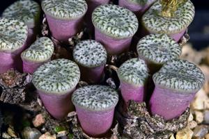 Conophytum obcordellum var. ceresianum