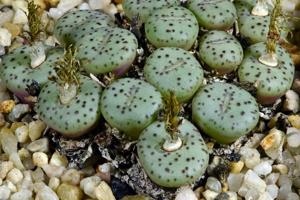 Conophytum obcordellum subsp. stenandrum