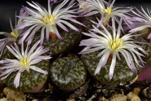 Conophytum obcordellum var. ceresianum