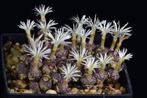 Conophytum obcordellum subsp. rolfii