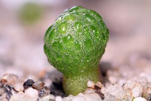 utils/thumbs/Aizoaceae/Diplosoma_DJ8he8KWRGcy6v5jiXsn8x.jpg