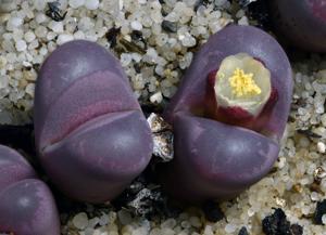 Lithops optica