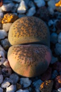 Lithops localis