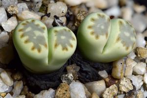 Lithops julii subsp. fulleri