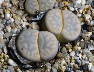 utils/thumbs/Aizoaceae/Lithops_HPVdvTtu3o9mUj32cLRBaC.jpg