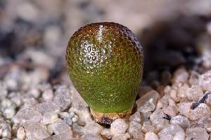 utils/thumbs/Aizoaceae/Oophytum_oNqgw5B2656fdyCnVSVQN5.jpg