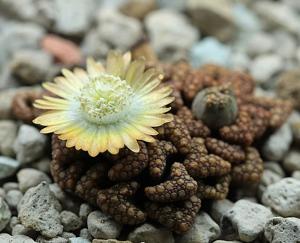 utils/thumbs/Aizoaceae/Titanopsis_Wy83ZdzUHRKX7hYE7Z5VJW.jpg