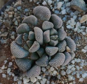 utils/thumbs/Aizoaceae/Titanopsis_hpWB3wpt4Mkaa7G5ApYoeG.jpg