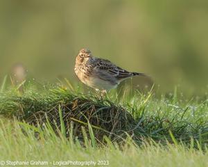Alauda arvensis