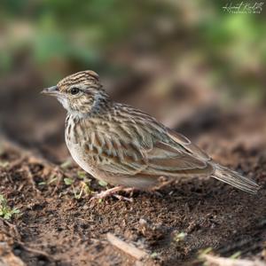 utils/thumbs/Alaudidae/Mirafra_KQuCCTHeHiHJ5NRNrVpwJu.jpg