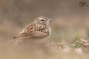 Mirafra erythroptera