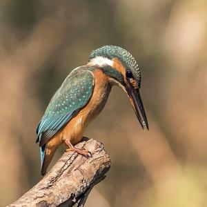 utils/thumbs/Alcedinidae/Alcedo_UWvha8fdrr7VvcrGmr2MCt.jpg