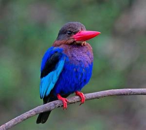 Halcyon cyanoventris