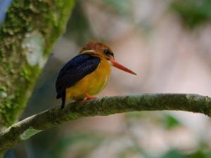 utils/thumbs/Alcedinidae/Ispidina_MSUJJjfPup3JCofABjJWWo.jpg