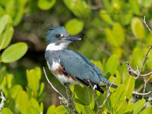 Megaceryle alcyon