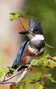 Megaceryle alcyon