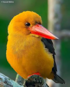 Pelargopsis amauropterus