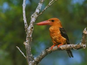 Pelargopsis amauropterus