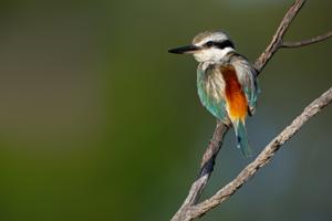 Todiramphus pyrrhopygius