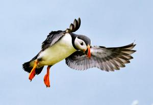 Fratercula arctica