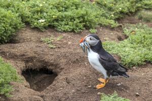 Fratercula arctica