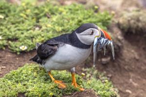 Fratercula arctica