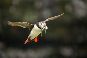Fratercula arctica