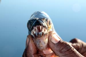 Hydrocynus vittatus