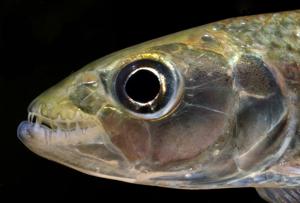 Hydrocynus brevis