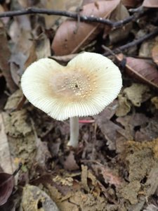 Amanita sychnopyramis