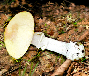 utils/thumbs/Amanitaceae/Amanita_4BCwkkRHjKzfHRCye9NfcG.png