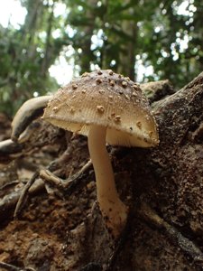 utils/thumbs/Amanitaceae/Amanita_93hjbMLtY2b4pDuWEexaGa.jpg