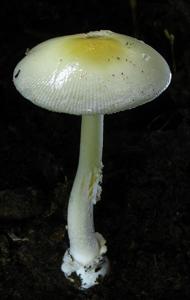 utils/thumbs/Amanitaceae/Amanita_EJHvLFRASZ4agMpEYAtMS2.jpg