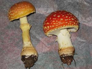 Amanita persicina