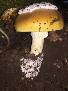utils/thumbs/Amanitaceae/Amanita_YkEV8oXNAfRPLSfQBz8FSB.jpg