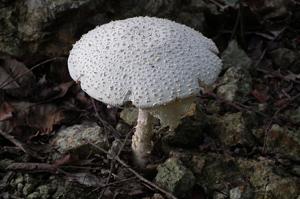 Amanita abrupta