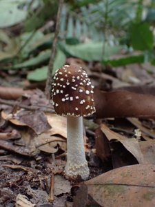 Amanita sychnopyramis