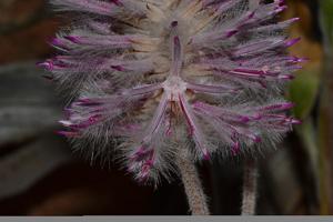 Ptilotus exaltatus