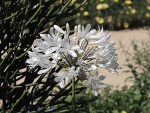 utils/thumbs/Amaryllidaceae/Agapanthus_BFnixNFxWU4vn93h9SJTQb.jpg